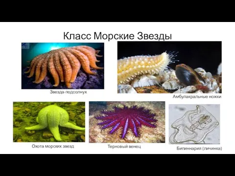 Класс Морские Звезды Звезда-подсолнух Амбулакральные ножки Охота морских звезд Терновый венец Бипиннария (личинка)