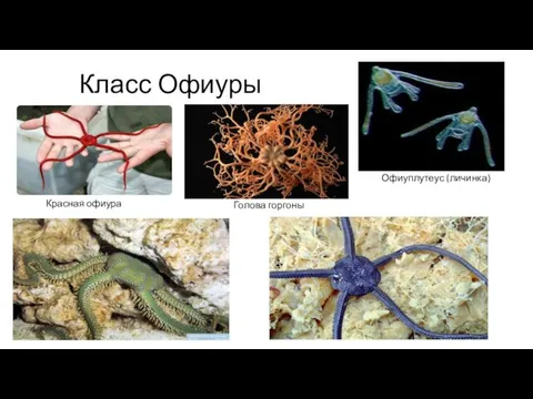 Класс Офиуры Голова горгоны Красная офиура Офиуплутеус (личинка)