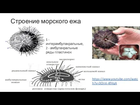 Строение морского ежа 1 - интерамбулакральные, 2 - амбулакральные ряды пластинок https://www.youtube.com/watch?v=3OrnI-4fHqA