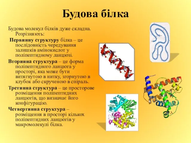 Будова білка Будова молекул білків дуже складна. Розрізняють: Первинну структуру білка