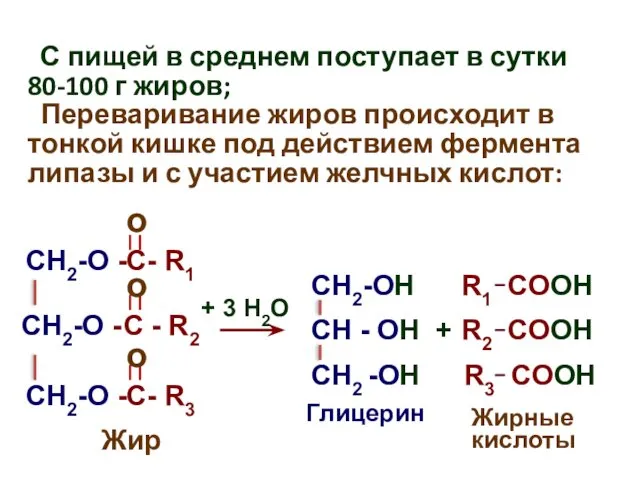 С пищей в среднем поступает в сутки 80-100 г жиров; Переваривание