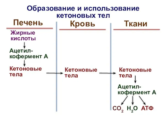 Образование и использование кетоновых тел Печень Жирные кислоты Ацетил-кофермент А Кетоновые