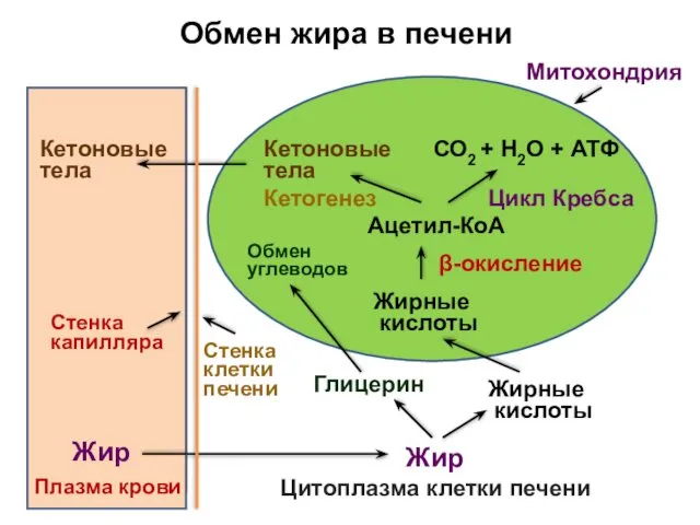 Обмен жира в печени Жир Плазма крови Жир Глицерин Жирные кислоты