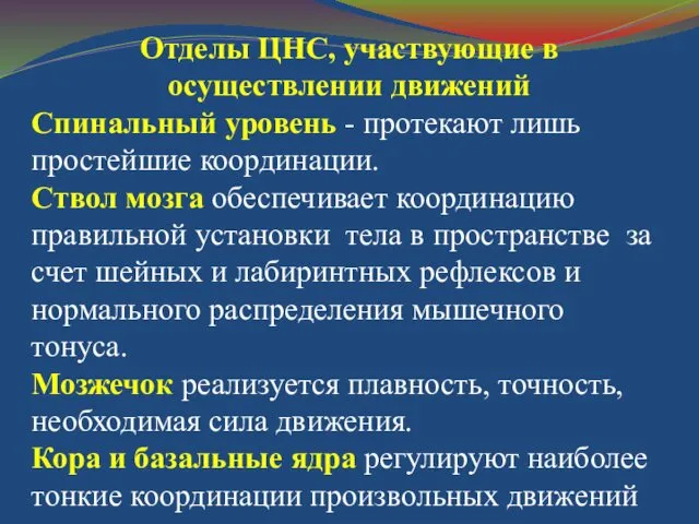 Отделы ЦНС, участвующие в осуществлении движений Спинальный уровень - протекают лишь