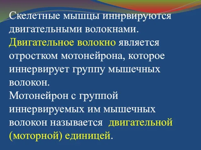 Скелетные мышцы иннрвируются двигательными волокнами. Двигательное волокно является отростком мотонейрона, которое