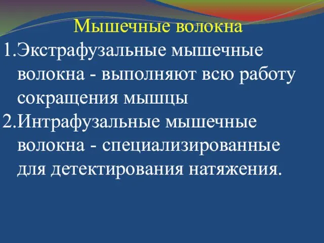 Мышечные волокна Экстрафузальные мышечные волокна - выполняют всю работу сокращения мышцы