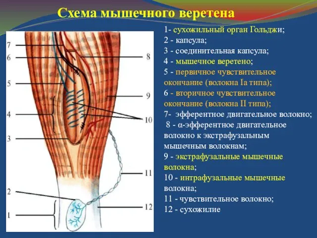 Схема мышечного веретена 1- сухожильный орган Гольджи; 2 - капсула; 3