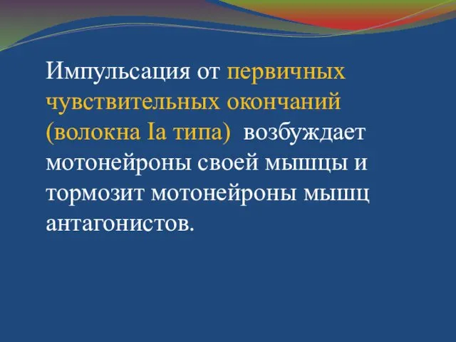 Импульсация от первичных чувствительных окончаний (волокна Iа типа) возбуждает мотонейроны своей