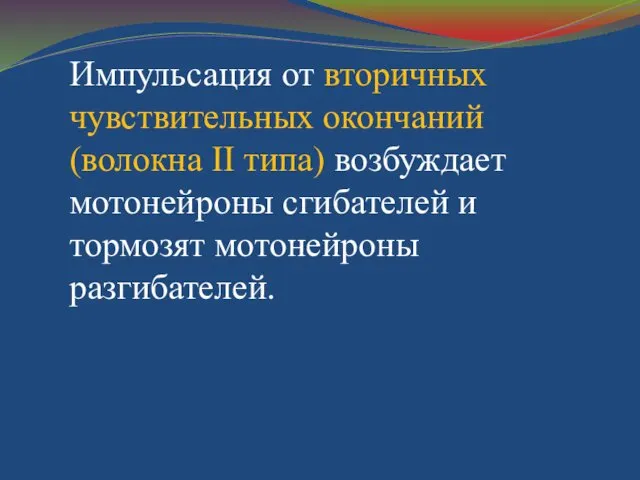 Импульсация от вторичных чувствительных окончаний (волокна II типа) возбуждает мотонейроны сгибателей и тормозят мотонейроны разгибателей.