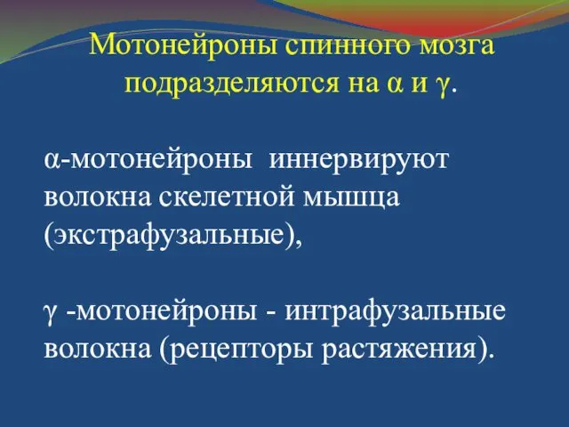 Мотонейроны спинного мозга подразделяются на α и γ. α-мотонейроны иннервируют волокна