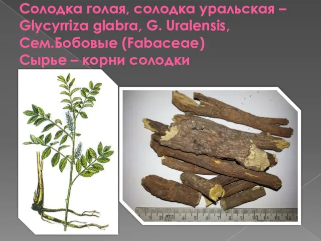 Солодка голая, солодка уральская – Glycyrriza glabra, G. Uralensis, Сем.Бобовые (Fabaceae) Cырье – корни солодки