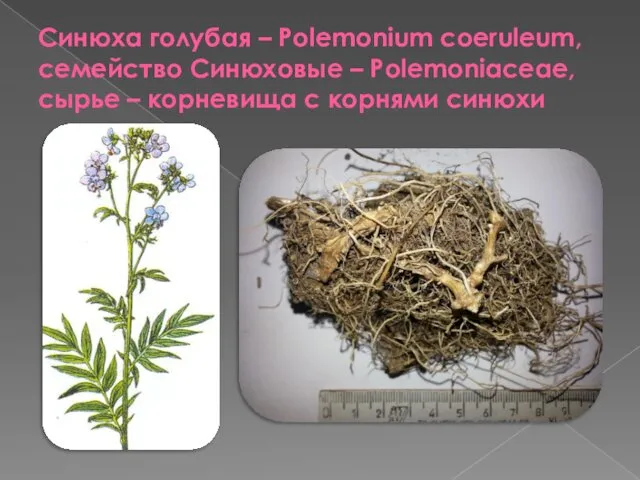 Синюха голубая – Polemonium coeruleum, семейство Синюховые – Рolemoniaceae, сырье – корневища с корнями синюхи