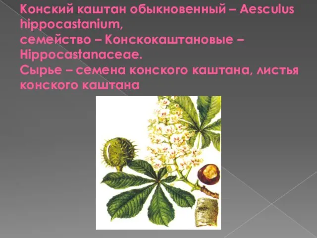 Конский каштан обыкновенный – Aesculus hippocastanium, семейство – Конскокаштановые – Hippocastanaceae.