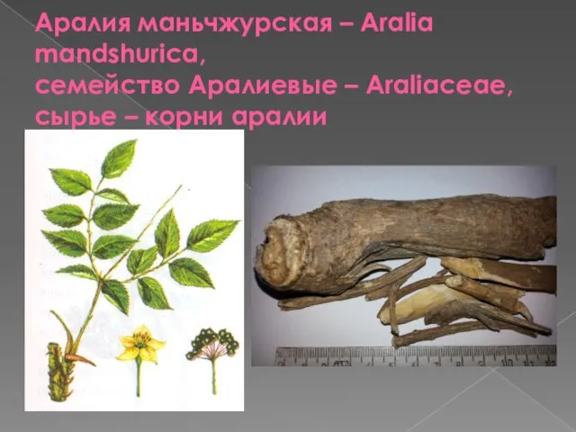 Аралия маньчжурская – Aralia mandshurica, семейство Аралиевые – Araliaceae, сырье – корни аралии