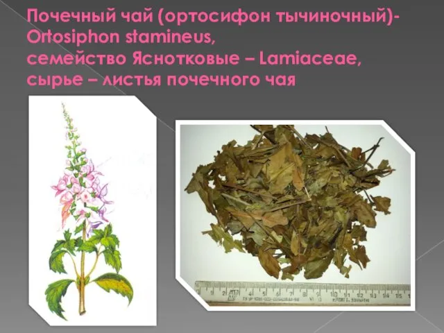 Почечный чай (ортосифон тычиночный)- Ortosiphon stamineus, семейство Яснотковые – Lamiaceae, сырье – листья почечного чая