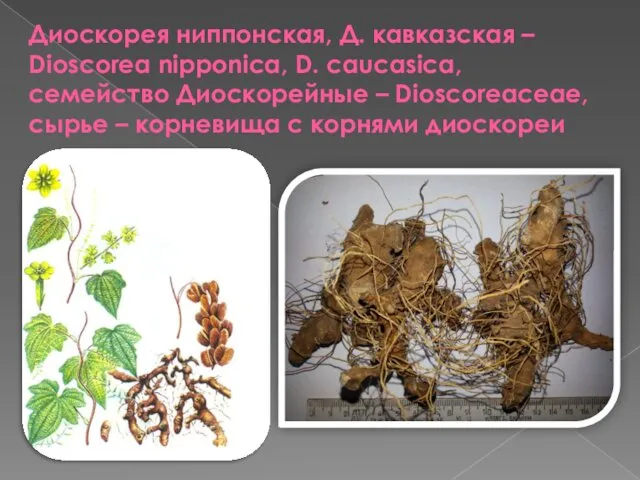 Диоскорея ниппонская, Д. кавказская – Dioscorea nipponica, D. caucasica, семейство Диоскорейные