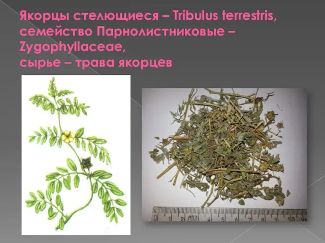 Якорцы стелющиеся – Тribulus terrestris, семейство Парнолистниковые – Zygophyllaceae, сырье – трава якорцев