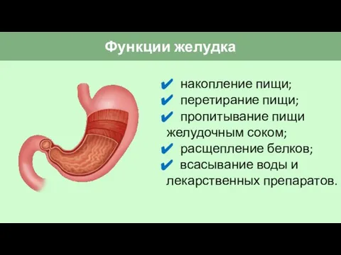 Функции желудка накопление пищи; перетирание пищи; пропитывание пищи желудочным соком; расщепление