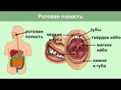 Ротовая полость ротовая полость язык зубы твёрдое нёбо мягкое нёбо верхняя губа нижняя губа