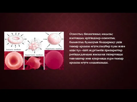 Осмостың биологиялық маңызы; изотондық ерітінділер-осмостық баланстық бұзылуын болдырмау үшін тамыр арқылы