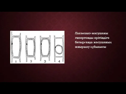 Плазмолиз-жасушаны гипертонды ерітіндіге батырғанда жасушаның жиырылу құбылысы