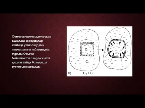 Осмос нәтижесінде түскен ылғалдан жасушалар ісінбеуі үшін олардың сырты қатты қабықшадан