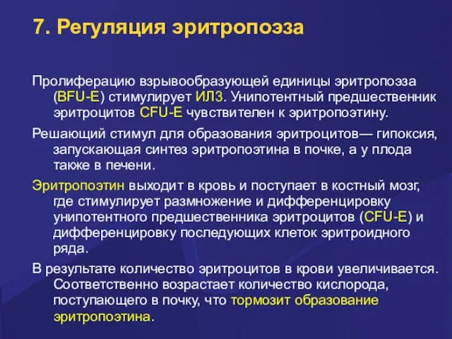 7. Регуляция эритропоэза Пролиферацию взрывообразующей единицы эритропоэза (BFU-E) стимулирует ИЛ3. Унипотентный