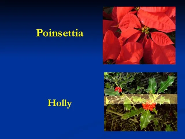 Poinsettia Holly