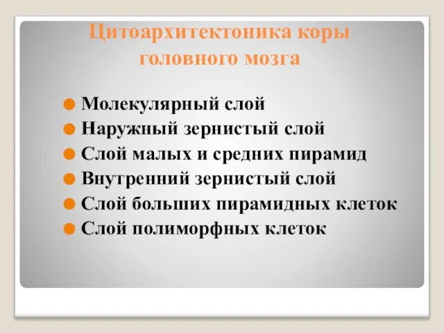 Цитоархитектоника коры головного мозга Молекулярный слой Наружный зернистый слой Слой малых