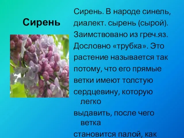 Сирень Сирень. В народе синель, диалект. сырень (сырой). Заимствовано из греч.яз.