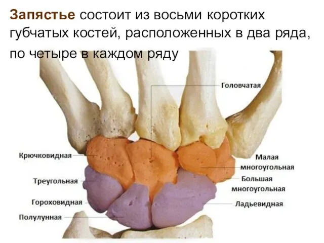 Запястье состоит из восьми коротких губчатых костей, расположенных в два ряда, по четыре в каждом ряду