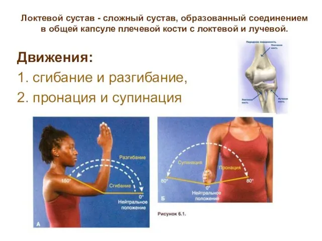 Локтевой сустав - сложный сустав, образованный соединением в общей капсуле плечевой