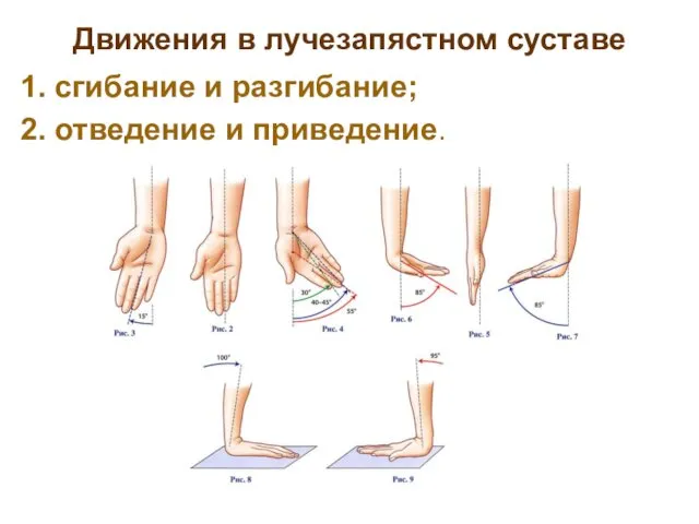 Движения в лучезапястном суставе 1. сгибание и разгибание; 2. отведение и приведение.