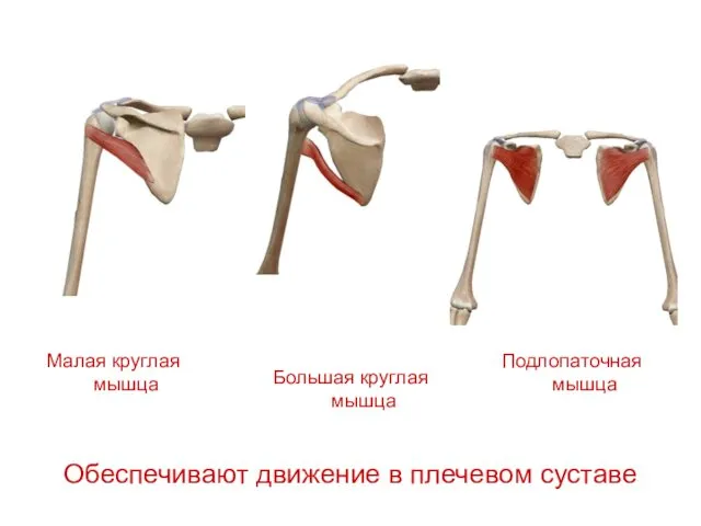 Обеспечивают движение в плечевом суставе Малая круглая мышца Большая круглая мышца Подлопаточная мышца