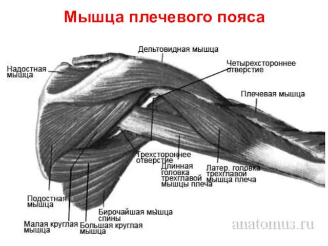 Мышца плечевого пояса
