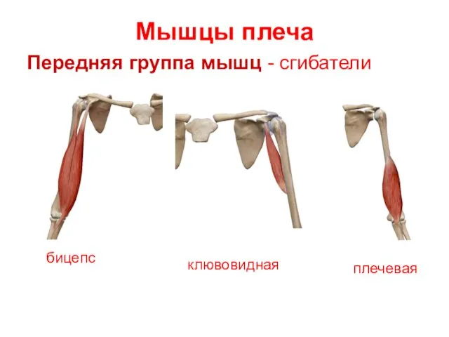 Мышцы плеча Передняя группа мышц - сгибатели бицепс клювовидная плечевая