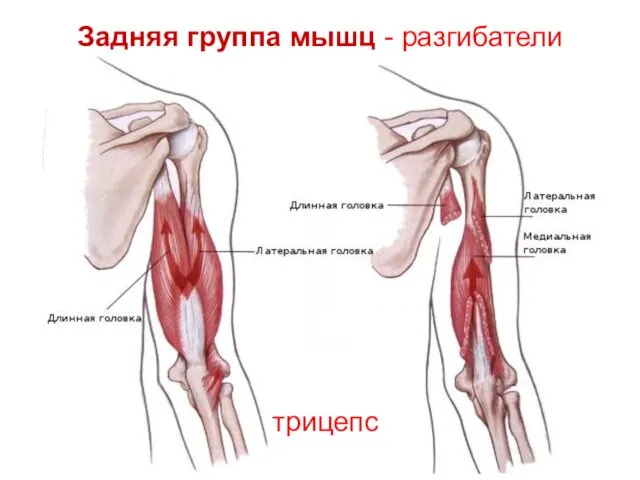 Задняя группа мышц - разгибатели трицепс