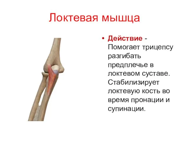 Локтевая мышца Действие - Помогает трицепсу разгибать предплечье в локтевом суставе.