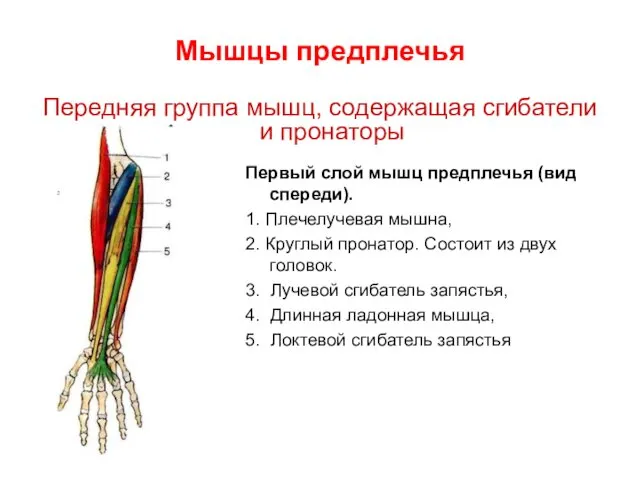 Мышцы предплечья Передняя группа мышц, содержащая сгибатели и пронаторы Первый слой