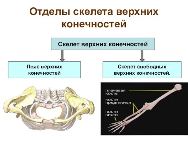 Отделы скелета верхних конечностей Скелет верхних конечностей Пояс верхних конечностей Скелет свободных верхних конечностей.