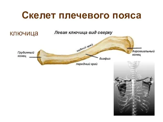 Скелет плечевого пояса ключица