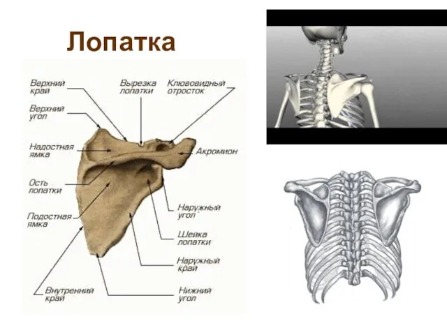 Лопатка