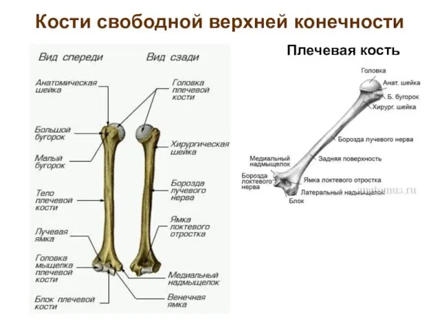 Кости свободной верхней конечности Плечевая кость