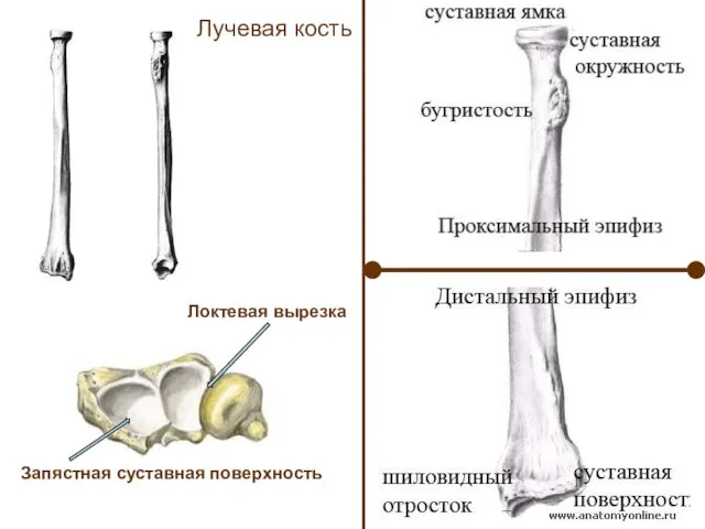 Лучевая кость Запястная суставная поверхность Локтевая вырезка