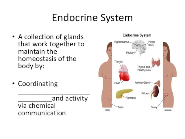 Endocrine System A collection of glands that work together to maintain