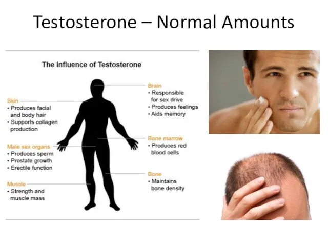 Testosterone – Normal Amounts