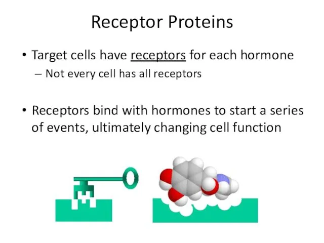 Receptor Proteins Target cells have receptors for each hormone Not every