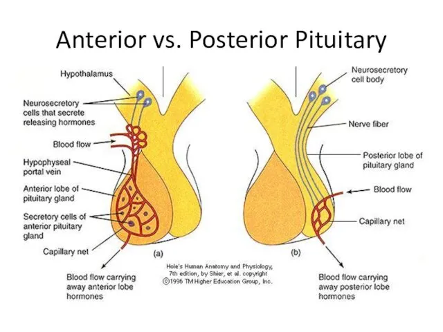 Anterior vs. Posterior Pituitary