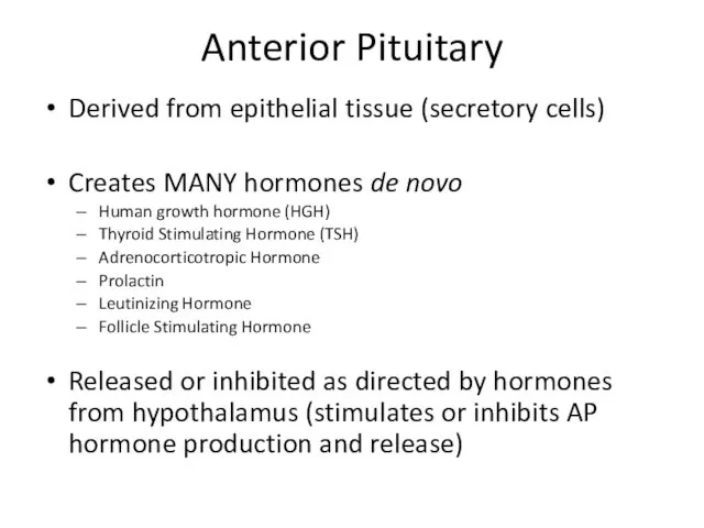 Anterior Pituitary Derived from epithelial tissue (secretory cells) Creates MANY hormones