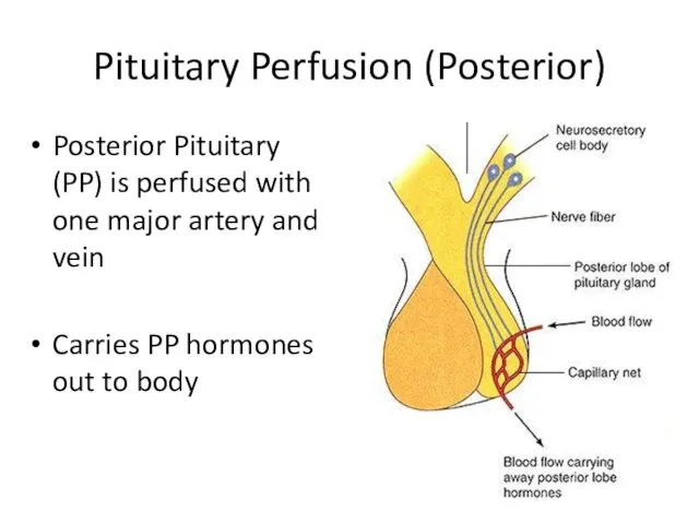 Pituitary Perfusion (Posterior) Posterior Pituitary (PP) is perfused with one major